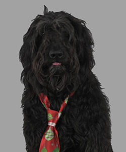 Headshot photo of Oscar Marenkov. He is a large black dog wearing a snazzy red tie.