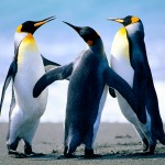 1, 2, 3 Penguins