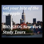 NY Image 2