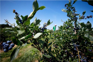 BC-blueberries-Darryl_Dyck-canadian_press_image