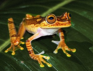 Imbabura tree frog-resized