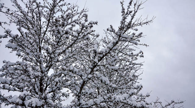 Snowy Tree at Chilliwack UFV Yale Road Campus