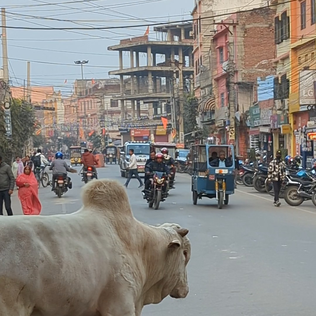 Photo of an ox crossing a street. In the background, motorcycles, rickshaw, and pedestrians travel on the street.