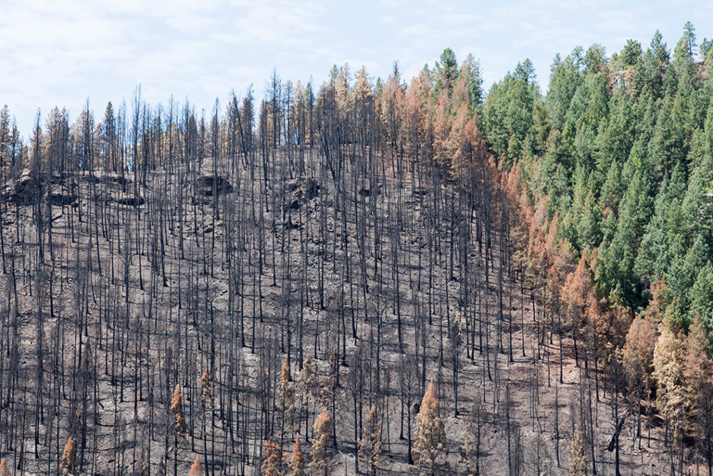 Building Foundational Knowledge for Wildfire Resilience in Indigenous Communities: Reflections from the 2025–2026 Project Year