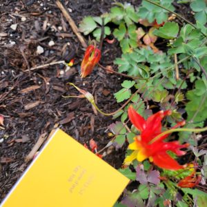 close up of plants