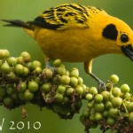 Golden Tanager