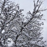 Snowy Tree at Chilliwack UFV Yale Road Campus